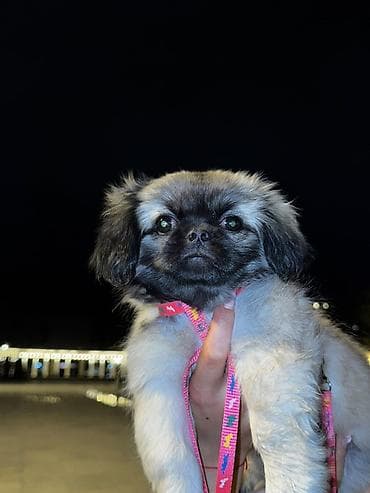 heyvanlar: Pekines, 3 ay, Dişi — 1