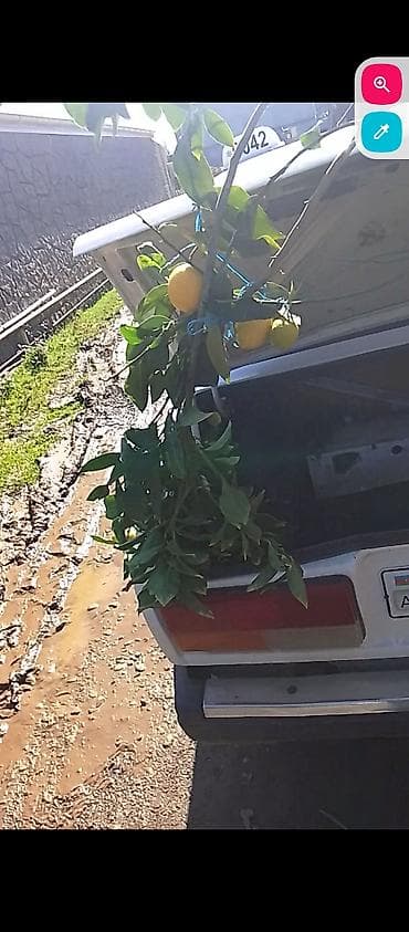 limon agaci satilir: Lənkaran dan Dekrativ Ev ve Həyət Güllerinin Satışı Bütün Bölgələrə — 4