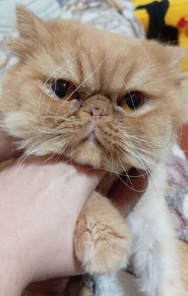 fars pişik: Fars — 1