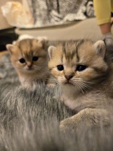 pişiyə verilən adlar: Britan — 4