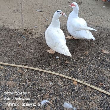 mirvari ordək: Erkək, | Lal ördək, Damazlıq — 1