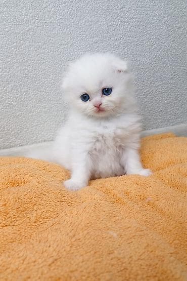 Кошки: Шотладская вислоухая, Самец, Самка, В добрые руки, Самовывоз, Бесплатная доставка, Платная доставка — 2