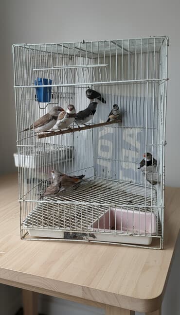 Amadin brilyant.cutu 350 man