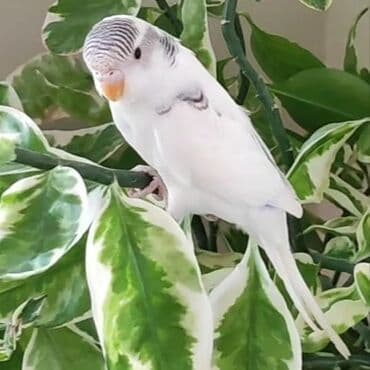 Ev şəraitində böyüdülmüş,əl quşları lalafo.az -da Ev şəraitində böyüdülmüş,əl quşları