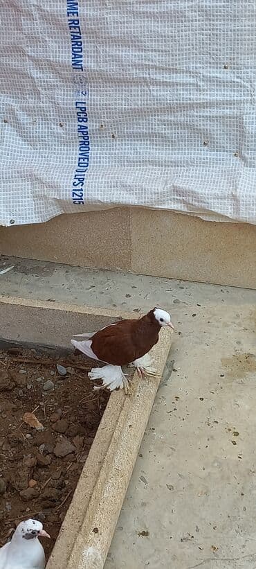 Cins göyərçin – ağ başlı, qəhvəyi-bənövşəyi bədənli, ağ quyruqlu və — 5