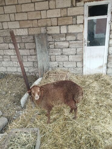 Gəmiricilər: Hər ikisi cins quzlaridir iksdə dişdir 5-6 aylıq quzlardir qiyməti — 15