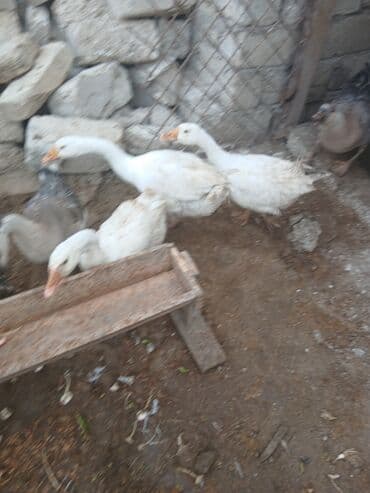 ag at sekilleri: Ağ qazlar satılır. disidiler 40 azn. erkey isdiyen olsa 60 azn 1i — 3