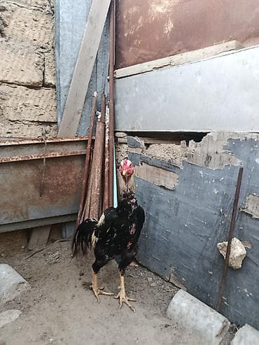 it yemi: Məhsul: Xoruz Təsvir: - Uzunboyun, iri cüssəli, atletik quruluşlu — 3