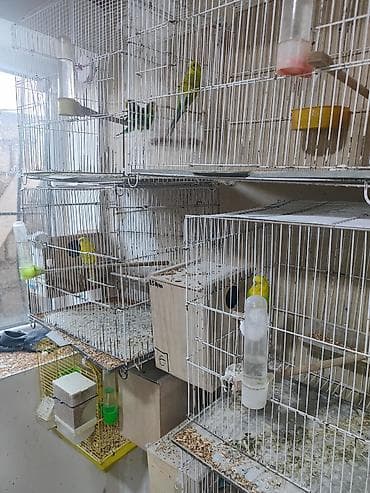 Cüt papuqaylar satılır hamısı. cüt 25m, yumurtalı 35m, altı balalı — 2