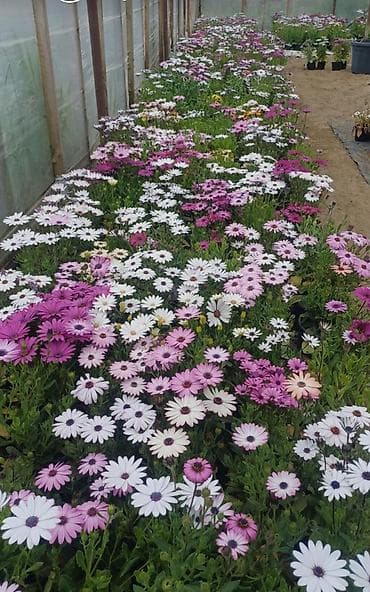 Osteospermum (Afrika papatyası) və margaritka növləri – saksıda