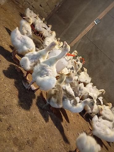 Quşlar: Linda Qaz balaları – yemlə ve otla bəslənmiş, aktiv və çevik sürü — 3