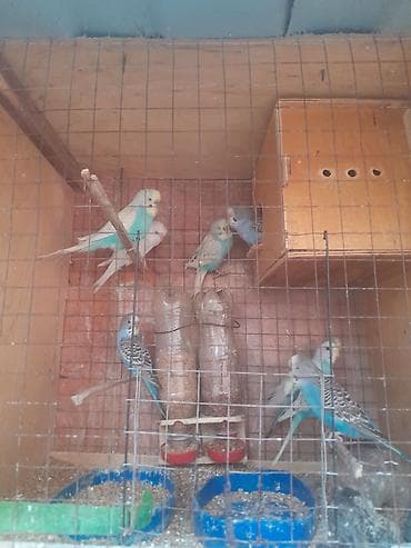 pisik canta: Korella 50
valnitsi 10 azn — 8