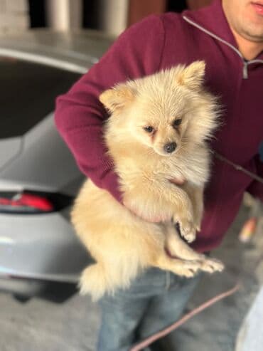 Şpitz, 1 il, Dişi, Peyvəndli, Ünvandan götürmə