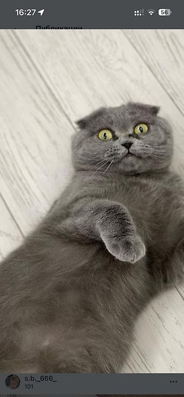 Quşlar: Britan — 2