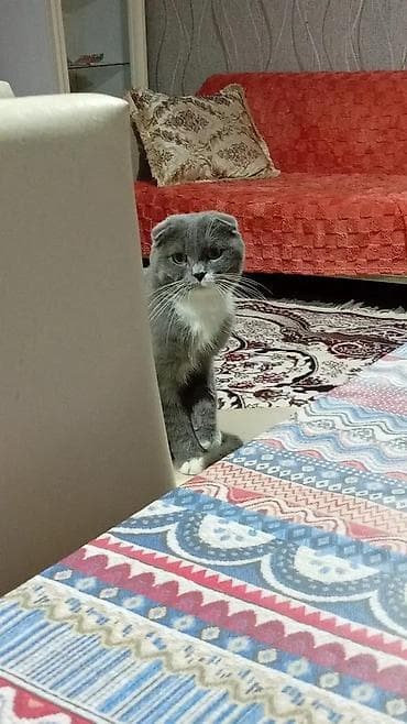 pişik alıram: Şotland yastı qulaq — 5