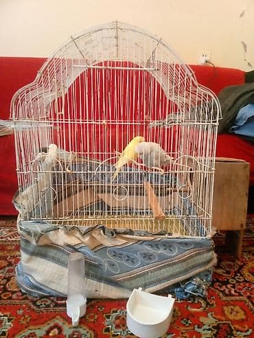 Quş qəfəsi və aksesuarları boyuk qefes iki qus (disi erkek) mirallari