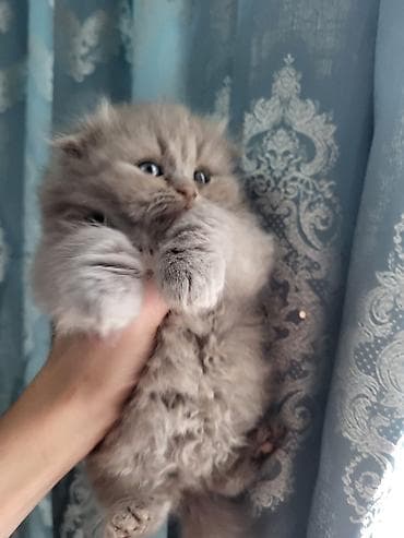 boz pişik: Şotland — 6