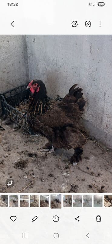 ördək yumurtası satışı: Toyuq, Yumurtalıq — 3