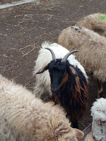 cins iney: Super kök çəpiş 12 kq təmiz əti var TƏCİLİ SATILIR VATSAP 0503938685 — 2