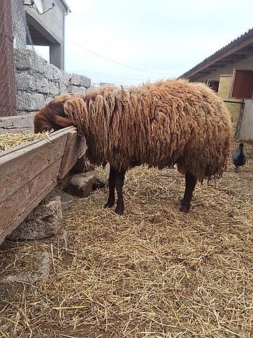 qoyun qiymətləri: Qala qoçu satılır. 1yaş 11 aylıqdır. Tam sağlamdır. Qoyun sürməyi — 9