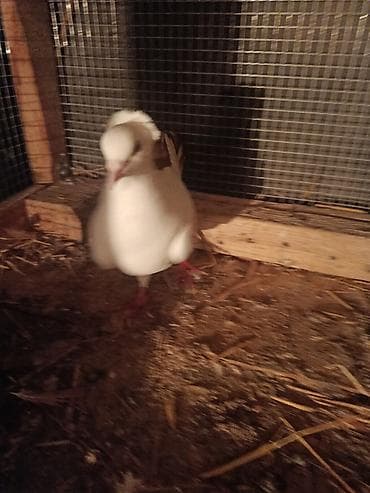 goyərcin şəkli: Bəslənmiş dekorativ göyərçinlər – seçimli rənglər və xüsusiyyətlər — 1