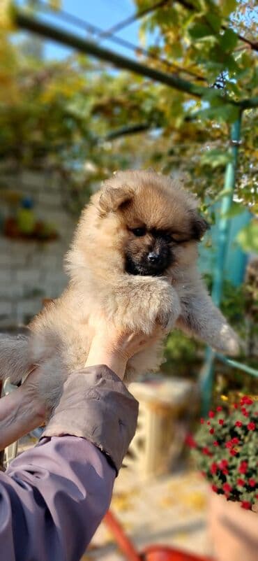 iti qovan: Şpitz, 2 ay, Dişi, Ünvandan götürmə — 5