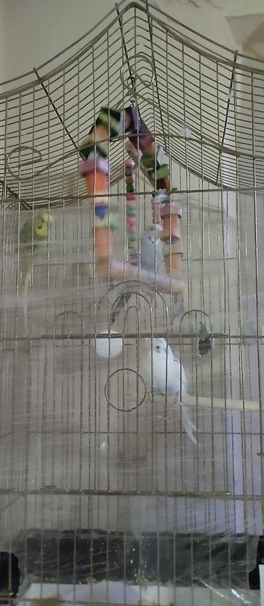 Setka qarışığ 80 m tek tek biri 12 m - Növ: dalğalı tutuquşu (seçmə lalafo.az -da Setka qarışığ 80 m tek tek biri 12 m - Növ: dalğalı tutuquşu (seçmə