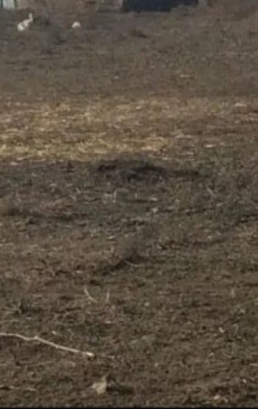 недвижимость в баку из рук в руки: 25 соток, Купчая — 1