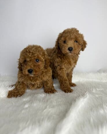 kreditle it satisi: Pudel — 4