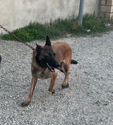 купить собаку малинуа: Belçika çoban iti, 1 il, Dişi, Peyvəndli — 1