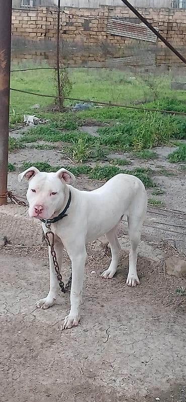 heyvan bazarı: Pitbul, 10 ay, Erkek, Peyvəndli — 3