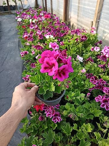 ekran gul sekilleri: Felerqoniua — 2