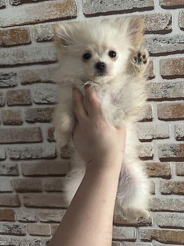 pitbul balasi satilir: Şpitz, 3 ay — 3