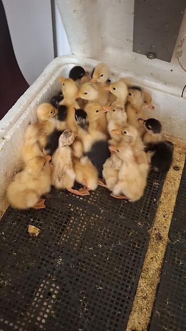 kend colpası: Təzə çıxmış ördək balaları – yumurtadan yeni çıxmış, aktiv və çevik — 1