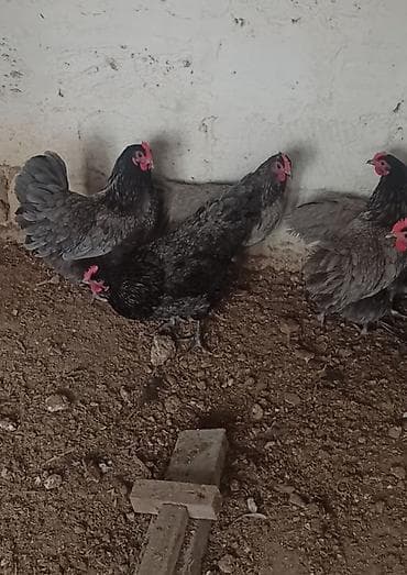 Xoruz, il: 1, Ödənişli çatdırılma