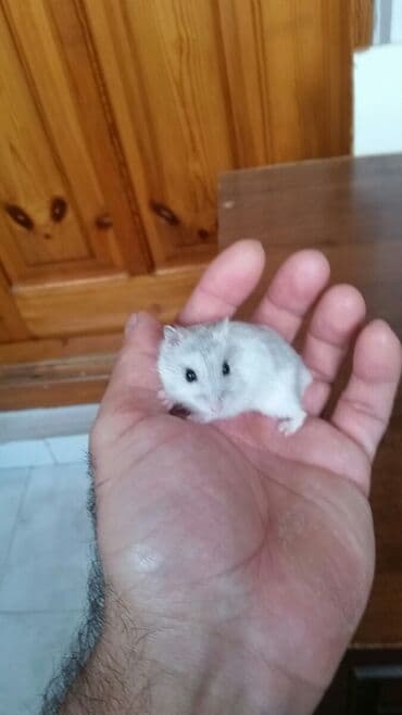 енот в баку купить: Cunqariklər dişləmirlər ələ öyrəşiblər sağlamdılar Zoo maqazin deyil — 8