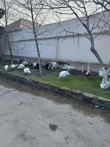 Kənd təsərrüfatı quşları: Tecili Satılır! 18 eded hinduşka. 4 erkek qalanı fere. Hazırda — 5