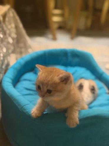 pişim: Britan — 2