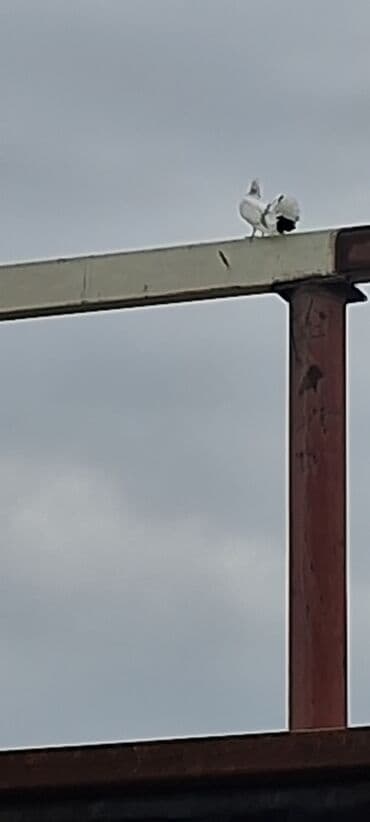 geref qusu rus dilinde: Salam olsun her bir kese bele bir göyercin var 13 ededdir hamsıda — 1