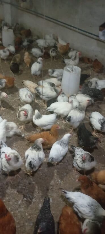 Inəklər, öküzlər: Toyuq, Yumurtalıq, Ünvandan götürmə — 4