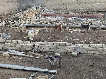 bala at: Satılır – yerli cins keçilər sürüsü - Şəkillərdə olan tam sürü — 2