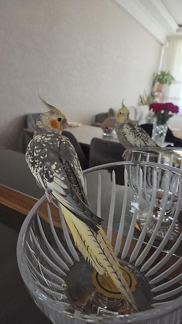 xari bulbul usaq bagcasi: 4 ayliq erkek bala. ustunde qefes de verilir — 1