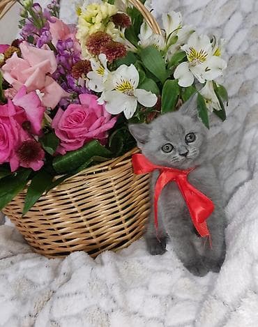 at satisi: Britan, Dişi, Pulsuz çatdırılma — 9