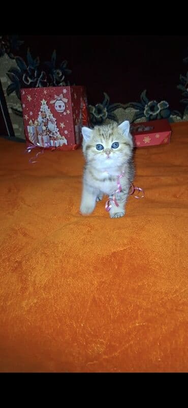 pişik şotland: Şotland yastı qulaq — 9