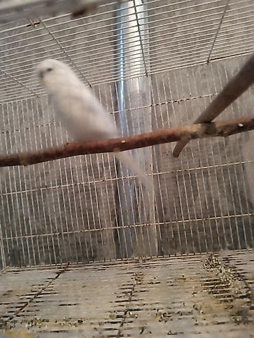 su iti: Tam ağ rəngli dalmatian (dalğalı tutuquşu/budgerigar) və qəfəs dəsti — 2