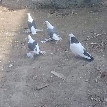 qizil qus: Kom 9 eded quşdu satişda 5 eded qoşa cep lelekli bir cüt yumrtaya — 7