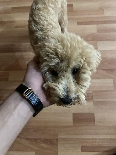 Pudel, 7 ay, Erkek