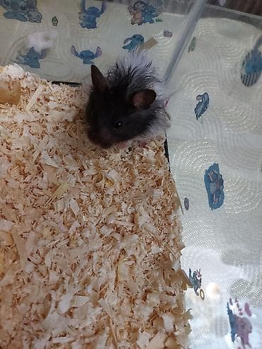 un kurdu: Uzaq tüklü, iki rəngli (qara-ağ) hamster - Növ: dekorativ hamster — 2