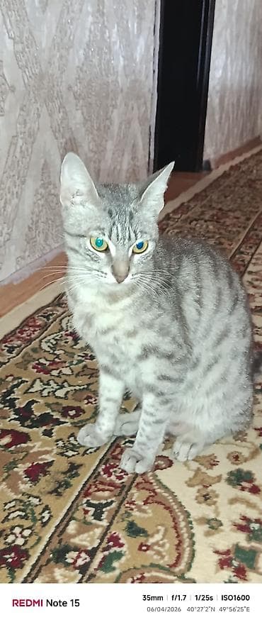 tap. az itler: Tabbi, Yaxşı əllərə — 2