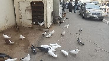 Другие животные: Ev göyərçinləri – müxtəlif rəng və naxışlarda - Növ: ev/poçt tipli — 5